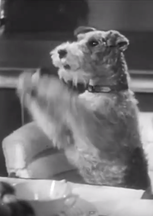 Song of the Thin Man movie still, Asta the dog