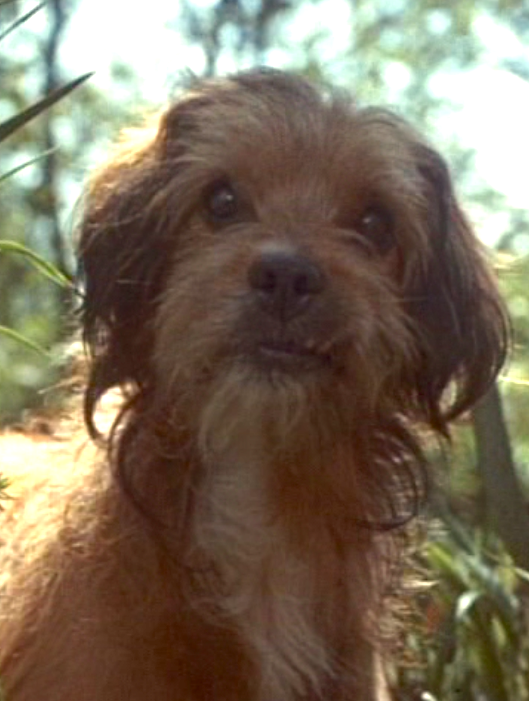 Benji dog movie