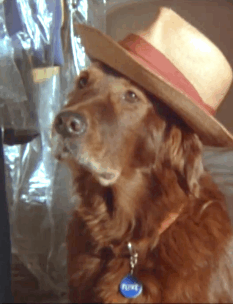 Fluke dog movie
