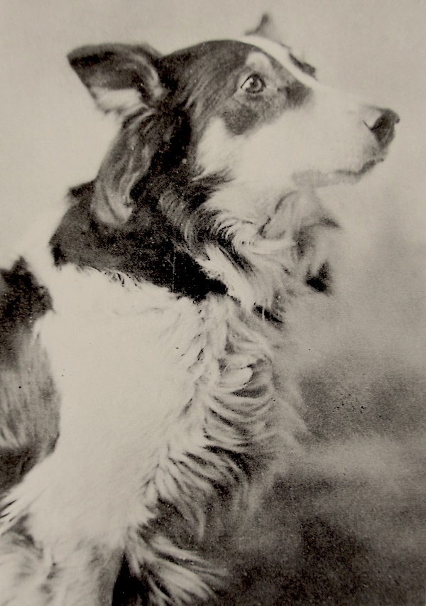 Jean the Collie