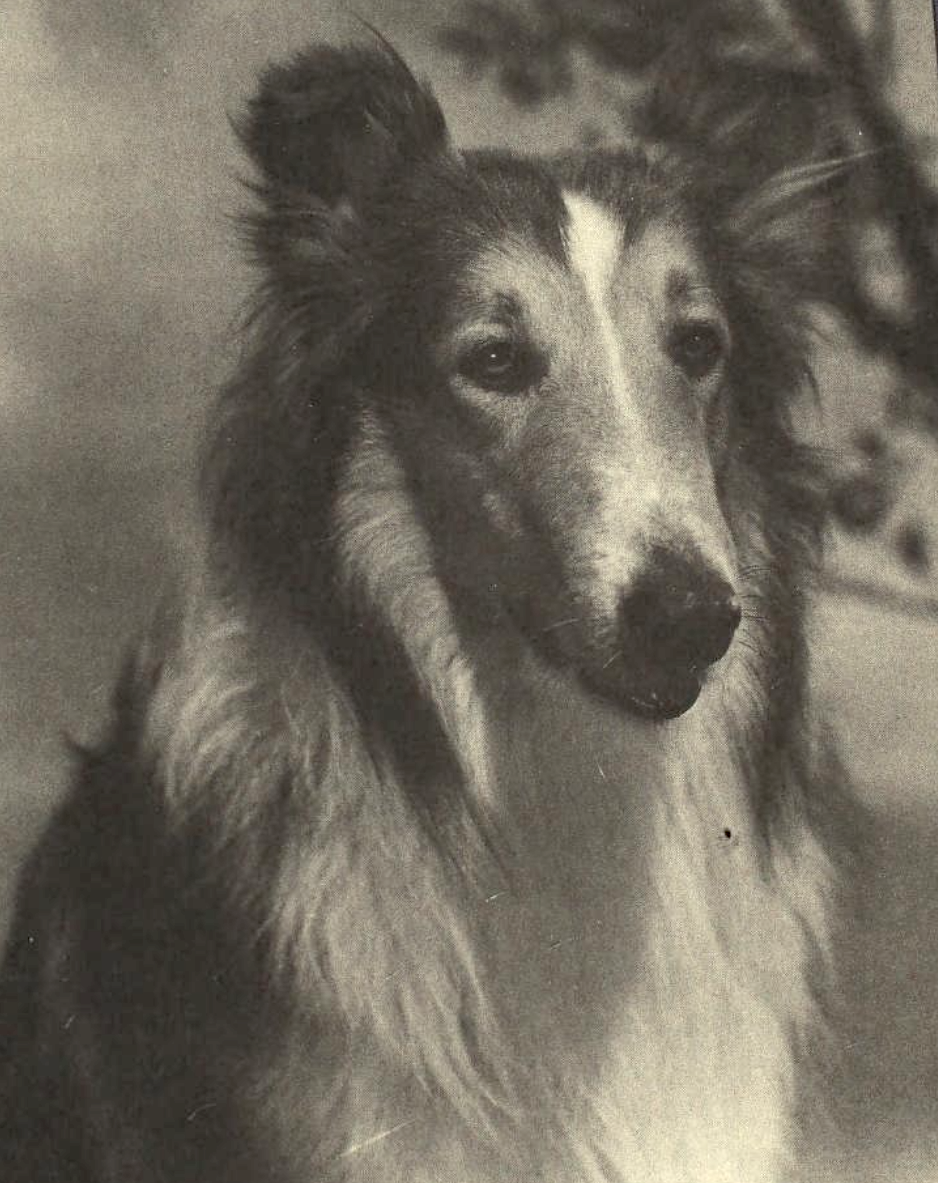 Pal the first Lassie collie dog