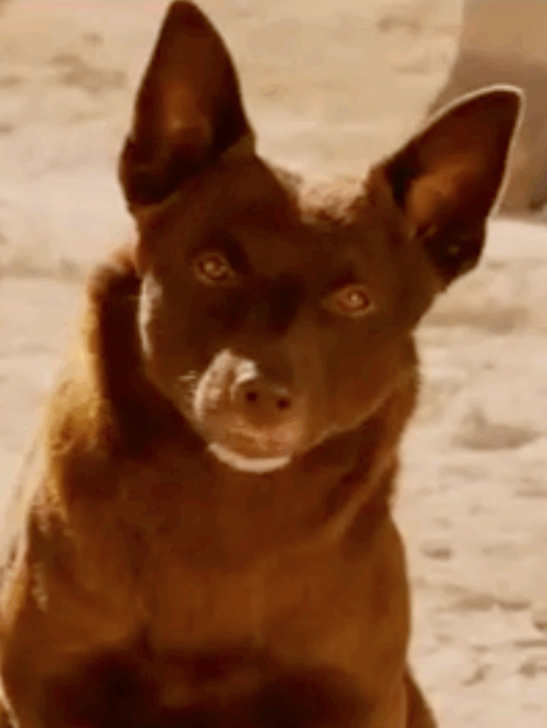 Red Dog Australian kelpie movie