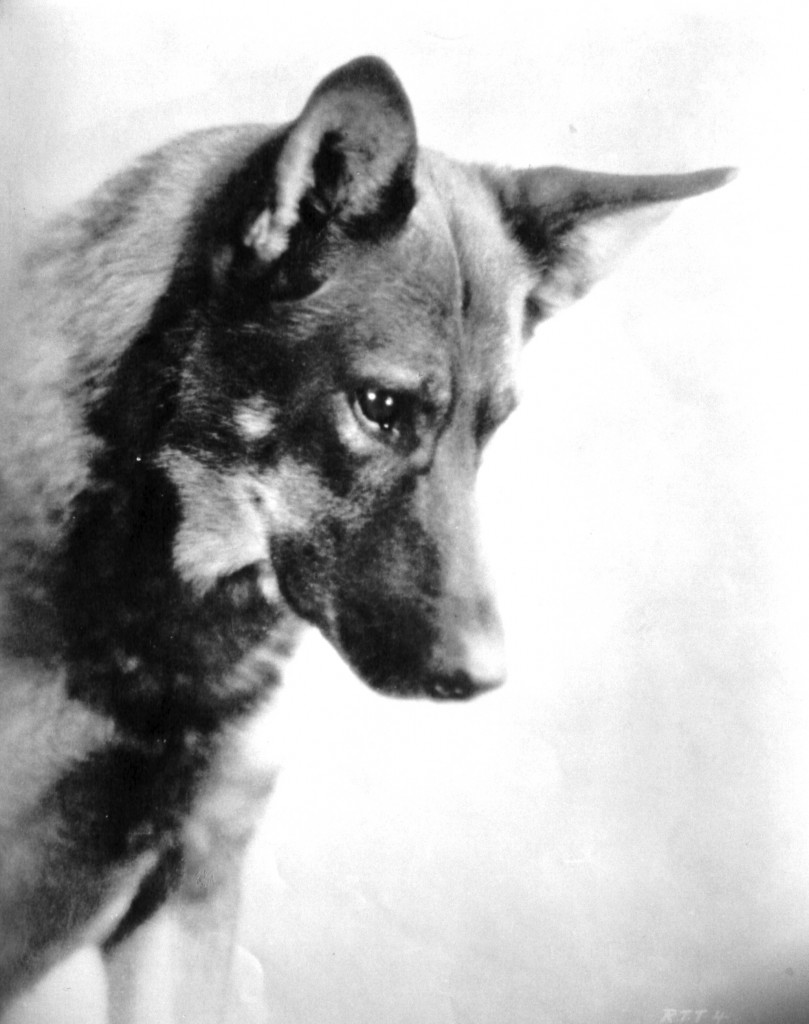 Rin-Tin-Tin, German Shepherd Dog