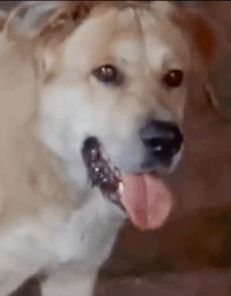 Old Yeller movie dog