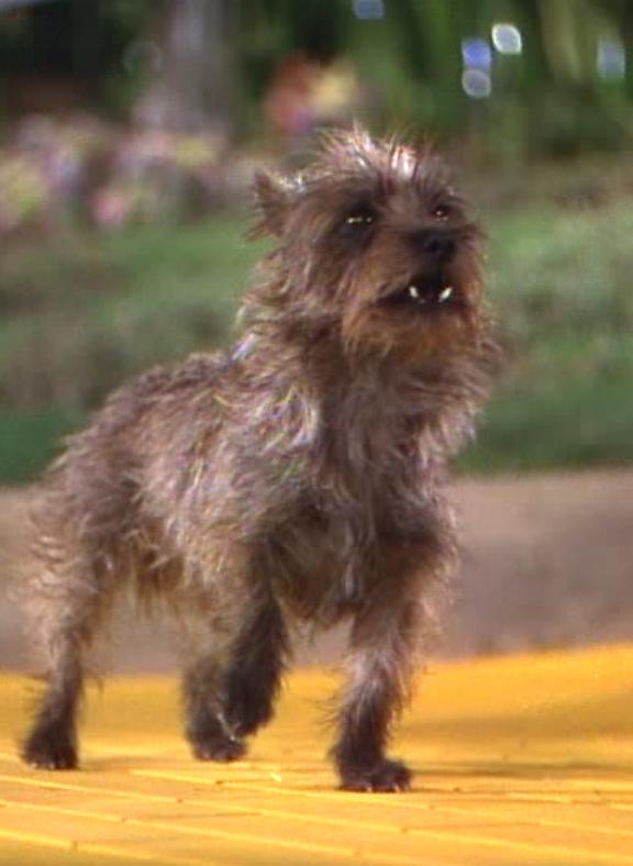 Toto Cairn Terrier
