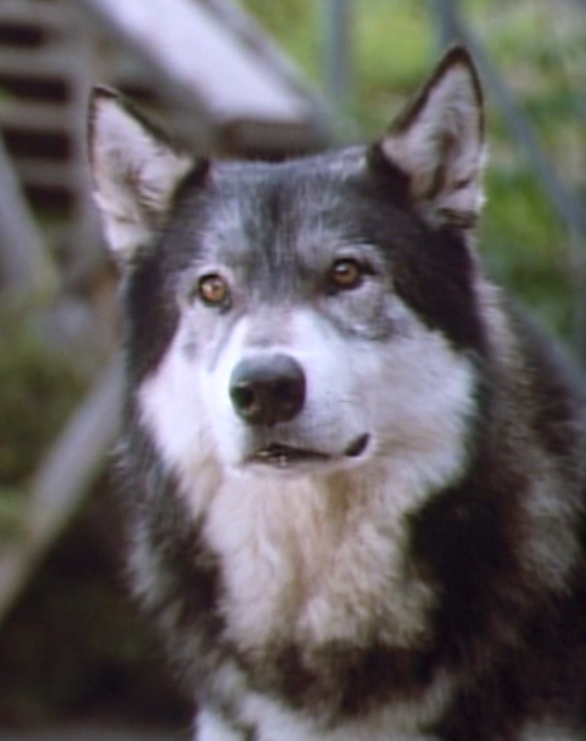 White Fang movie still